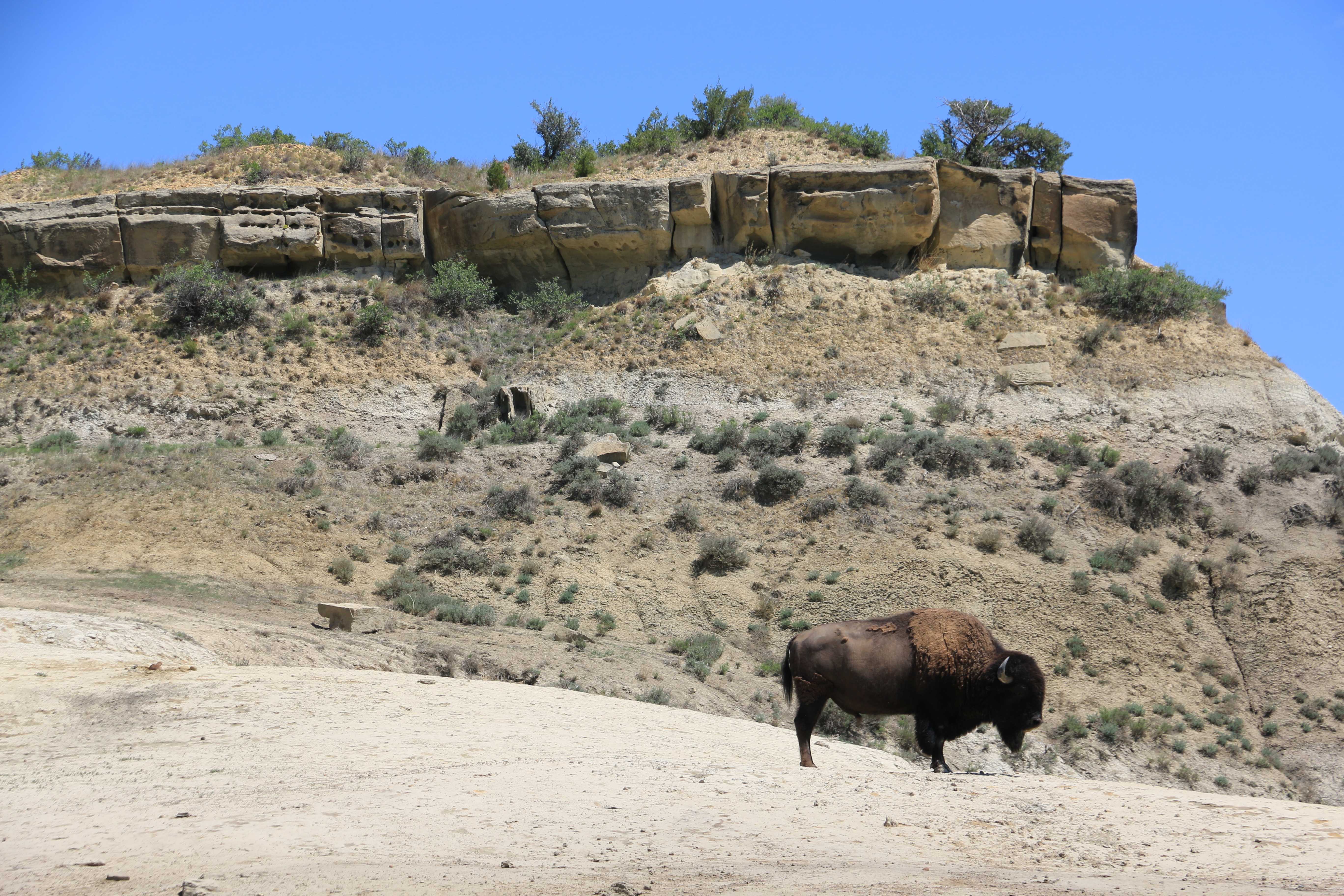 Theodore Roosevelt NP